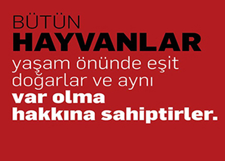 Güllük Veteriner Kliniği